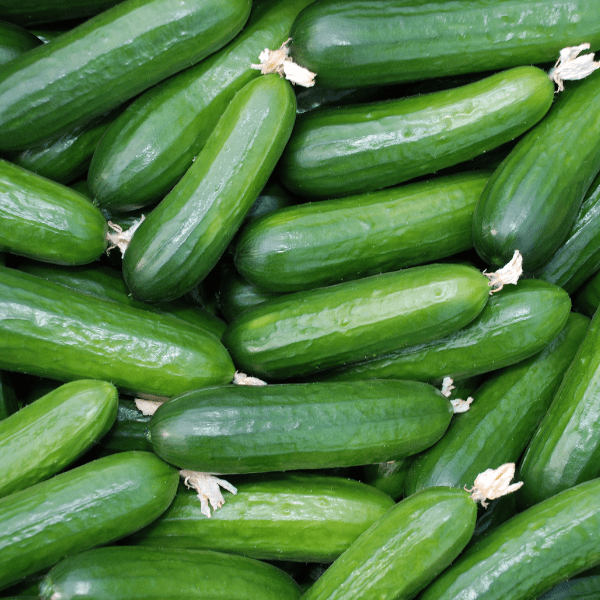 Cucumber- English