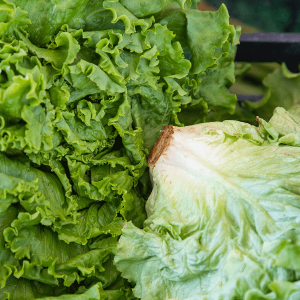 Hydroponic Boston Lettuce