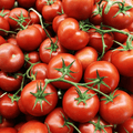 Hydroponic Tomatoes
