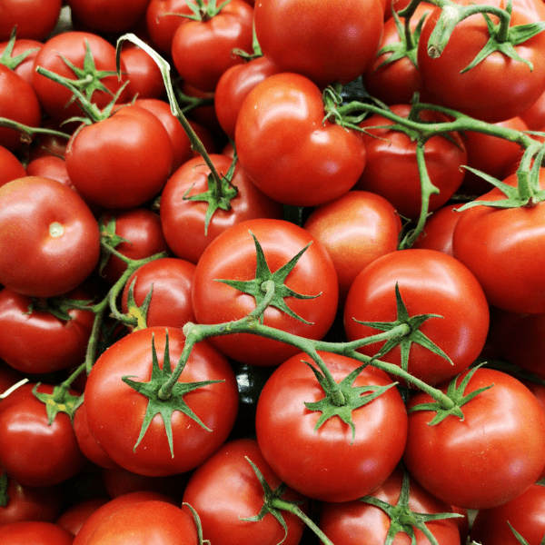 Hydroponic Tomatoes